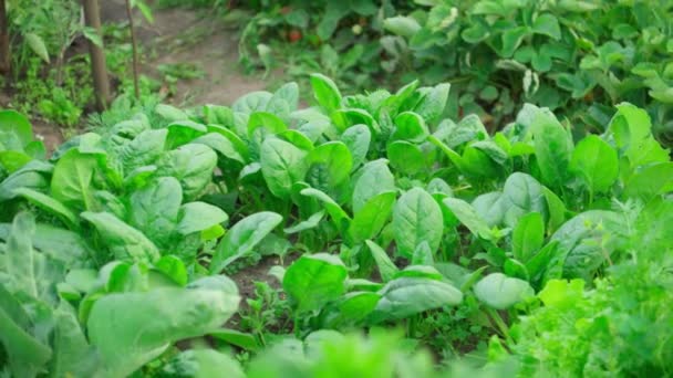 Green Spinach Field Texture Young Leaves Leaf Leaf Green Agriculture — Stok Video