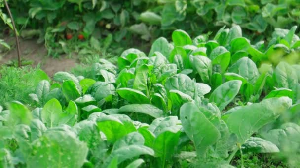 Green Spinach Growing Garden Vegetable Farm Healthy Food — 图库视频影像