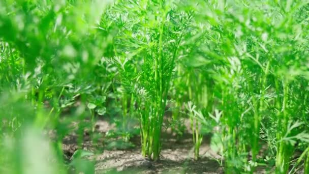 野菜農場の庭で成長している緑の有機ニンジン あなた自身のキッチンガーデンで健康食品 — ストック動画