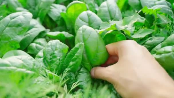 Green Harvesting Spinach Field Young Leaves Leaf Leaf Green Agriculture — Stock video