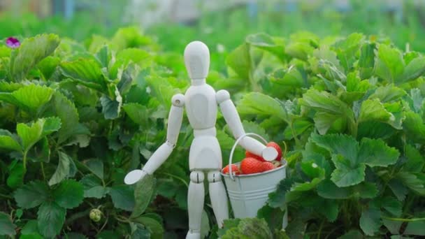 Farmer Picking Fresh Red Strawberries Basket Organic Strawberry Field Strawberries — Αρχείο Βίντεο