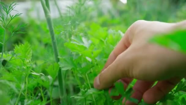 Cosechando Perejil Cultivado Aire Libre Jardín Cultivo Del Concepto Vegetación — Vídeos de Stock
