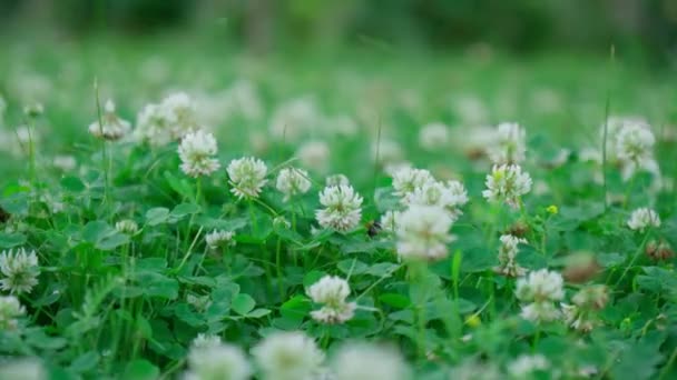 Trifolium Pratense Una Planta Familia Fabaceae Flores Pequeñas Metal Blanco — Vídeos de Stock