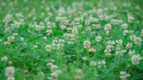 Trifolium Pratense Trébol Blanco Una Especie Herbácea Planta Con Flores — Vídeos de Stock