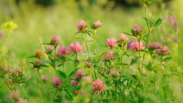 Flowers Violet Clover Trifolium Repens Plant Edible Medicinal Grown Fodder — Vídeos de Stock