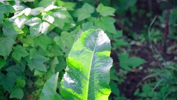 Frunzele Hrean Armoracia Rusticana Plante Cultivate Populare Rusia Frunze Rădăcini — Videoclip de stoc