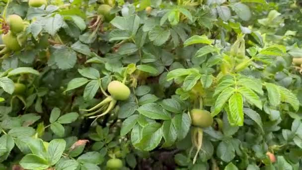 Ripe Rosehip Berries Branch Leaves Rosa Majalis Dogrose Selective Focus — Video Stock