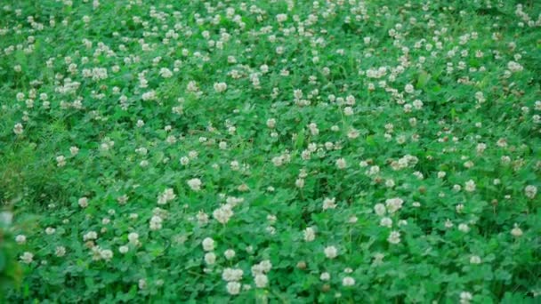 Flores Trébol Blanco Trifolium Repens Planta Comestible Medicinal Cultivada Como — Vídeos de Stock