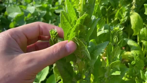 Flowering Spinach Plant Field Leaves Leaf Leaf Green Rows Agriculture — Vídeo de Stock