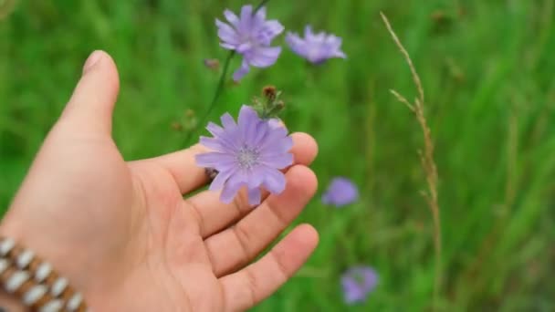 Blooming Chicory Common Chicory Cichorium Intybus Coffee Substitute Used Confectionery — Stockvideo