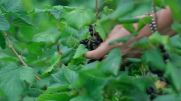 Black Currant Berry Grows Bush Currant Cultivation Concept Growing Your — Videoclip de stoc