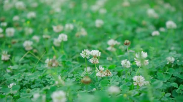 Trifolium Pratense White Clover Herbaceous Species Flowering Plant Beat Family — Stock Video