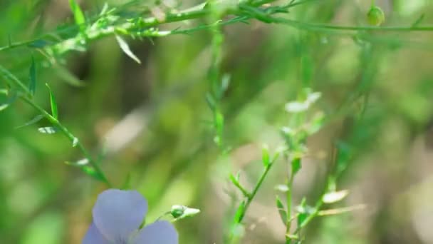 Лінум Розпусний Блакитні Льонові Квіти Цвіте Льодовик Цвіте Лінь Вибірковий — стокове відео