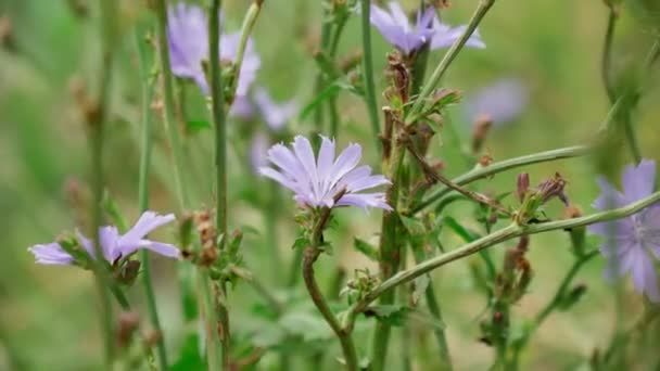 Květ Čekanky Divoké Cichorium Intybus Modrý Květ Přirozeném Pozadí — Stock video