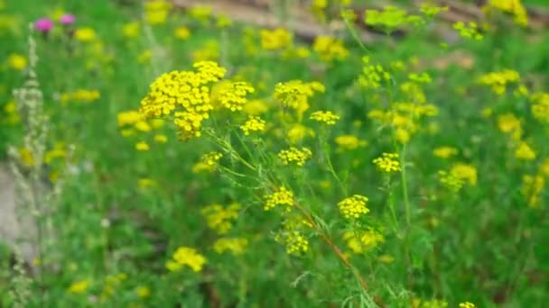 Flores Amarillas Tanaceto Común Tanacetum Vulgare Planta Tansy Tanacetum Vulgare — Vídeos de Stock