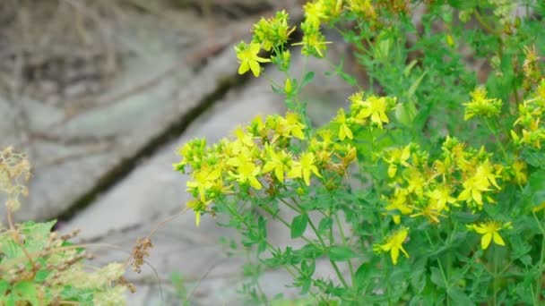 Hypericum Perforatum Herbal Plant Yellow Blossom Pattern Close — Stock video