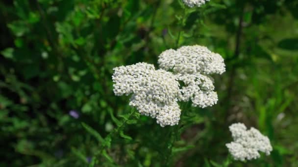 White Yarrow Flowers Dark Background Achillea Alpina Var Longiligulata Selective — Stockvideo