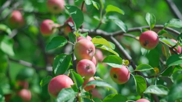 Reife Saftige Äpfel Hängen Obstgarten Ast Nahaufnahme Die Landwirtschaft Erntet — Stockvideo