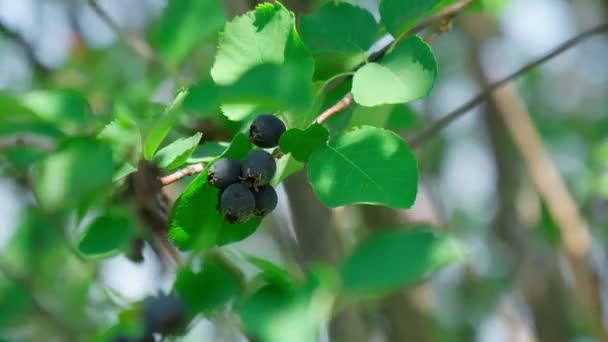 Amelanchier Shadbush Juneberry Irga Eller Sukkerplomme Modne Bær Selektivt Fokus – stockvideo