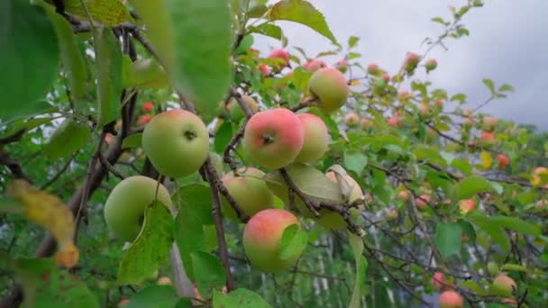 Delicious Red Apples Close Hanging Tree Branch Apple Orchard Selective — Vídeo de Stock