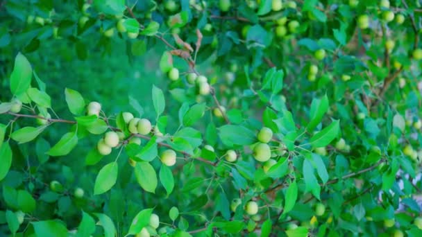 Apple Tree Branch Ripe Green Apples Tree Garden Autumn Garden — Stok Video