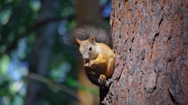 Een Schattige Eekhoorn Eet Een Noot Dier Wild Schattig Knaagdier — Stockvideo