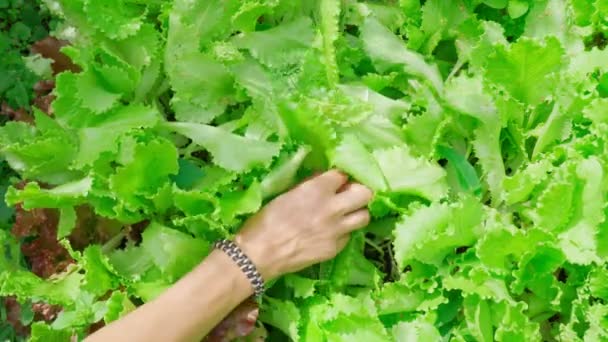 Свежие Зеленые Листья Салата Урожай Веган Здоровое Питание — стоковое видео