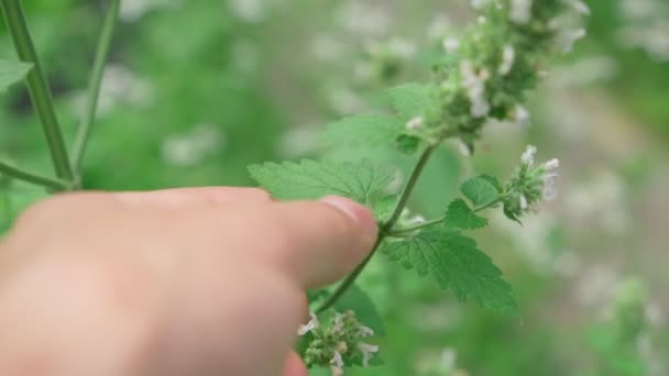 Mentha Canadensis Kwitną Świeże Zielone Liście Rocznych Roślinach Ogrodzie Ziołowym — Wideo stockowe