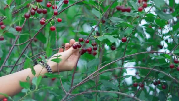 Bunches Ripe Red Cherries Tree Branch Man Harvests Selective Focus — Stock videók
