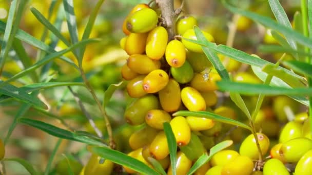 Sea Buckthorn Bush Yellow Fruits Hippophae Rhamnoides Sandthorn Sallowthorn Seaberry — Wideo stockowe