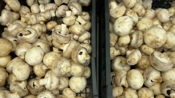 Μανιτάρια Champignons Φόντο Υγιεινή Διατροφή Στα Ράφια Ενός Σούπερ Μάρκετ — Αρχείο Βίντεο