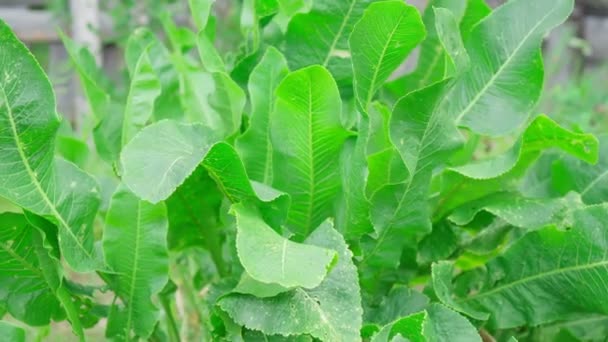 Leaves Horseradish Latin Armoracia Rusticana Perennial Vegetable Growing Selective Focus — Videoclip de stoc