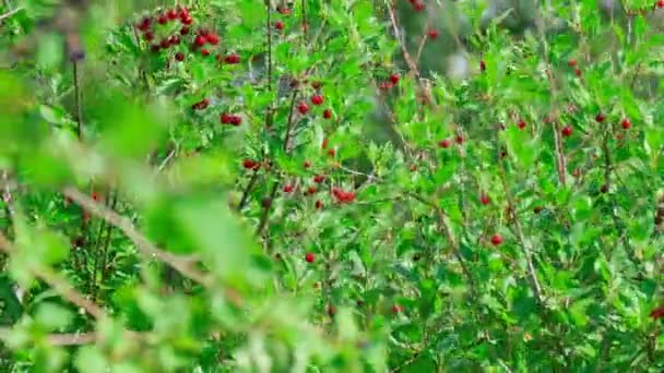 Ripe Cherries Garden Beautiful Red Berries Background Green Foliage — Stockvideo