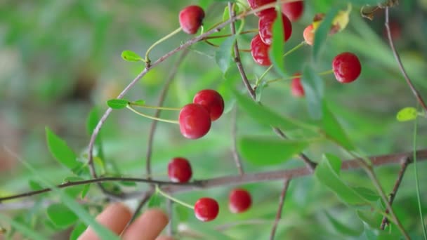 Ripe Red Sweet Cherry Branch Agriculture Berry Growing Concept Selective — Stockvideo