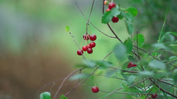 Red Cherries Branch Garden Many Ripe Cherry Berry Cherry Tree — ストック動画