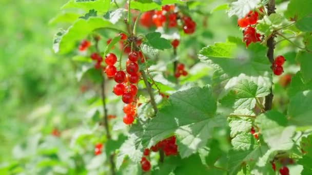 Ripe Red Currant Berries Ripen Bush Summer Garden Organic Bunch — Stockvideo