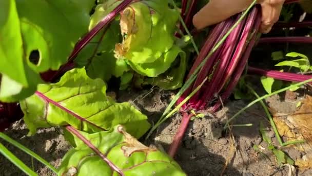 Autumn Red Beet Table Beet Beta Vulgaris Autumn Harvest Carrots — 图库视频影像