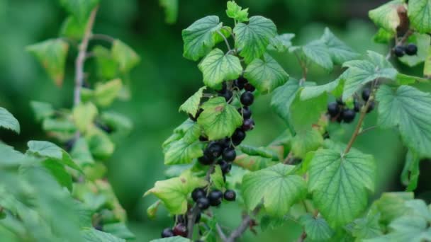 Black Currant Berries Garden Summer Selective Focus Garden Berries — стоковое видео