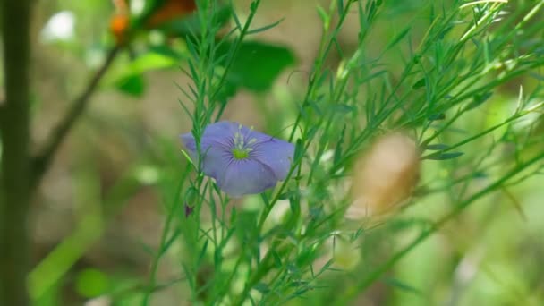 Flax Flowers Flax Field Flax Blooming Flax Agricultural Cultivation Blue — 图库视频影像