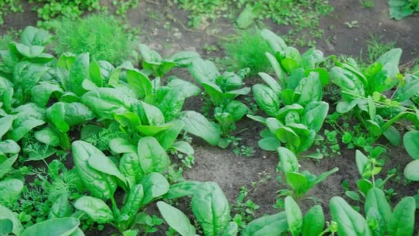 Espinacas Verdes Campo Hojas Jóvenes Hoja Verde Hileras Agricultura Enfoque — Vídeo de stock