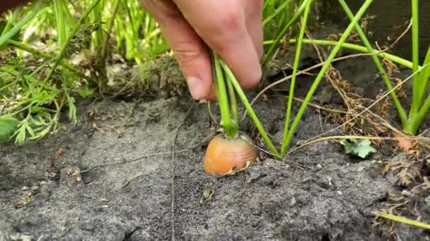 Carrots Picked Garden Harvesting Season Garden Agriculture Gardening Growing Vegetables — стоковое видео
