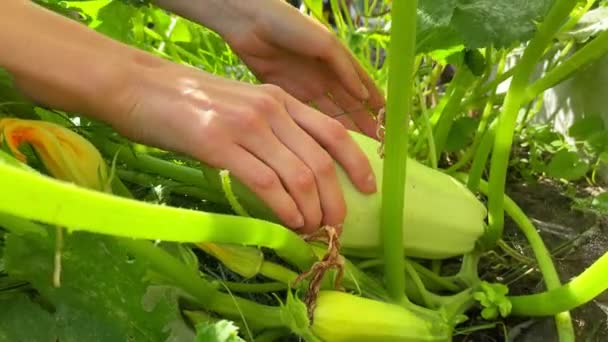 用女性的手捂住生长在花园里的苏契尼的果实 有选择的重点 — 图库视频影像