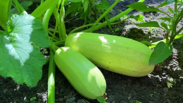 Fresh Zucchini Ripening Growing Garden Fresh Farm Vegetable Harvest Organic — Stock Video