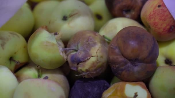 Manzanas Rojas Amarillas Podridas Frutas Descompuestas Enfoque Selectivo — Vídeos de Stock