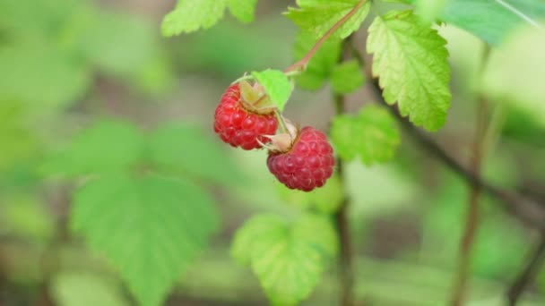 Red Raspberries Garden Close Red Sweet Berries Growing Raspberry Bush — Αρχείο Βίντεο