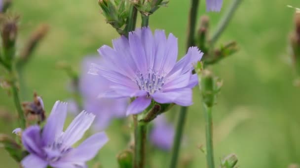 Blauer Chicorée Blüht Einem Sonnigen Sommertag Auf Der Wiese Blüte — Stockvideo