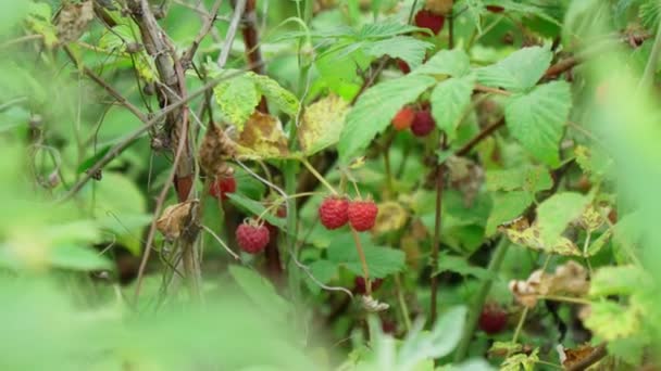 Des Framboises Branche Framboises Mûres Dans Jardin Gros Plan Framboise — Video