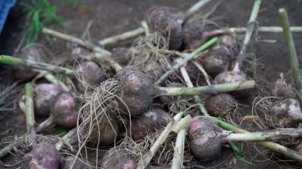 Garlic Harvesting Close Freshly Picked Vegetables Organic Farming Concept Organic — Vídeo de Stock