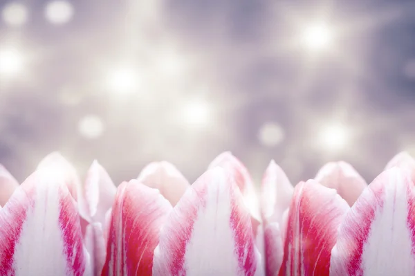Tulpe glänzende Blumen auf dem bunten Hintergrund mit Bokeh — Stockfoto
