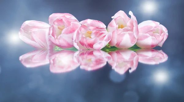 Tulip shiny flowers on the colorful background with bokeh — Stock Photo, Image